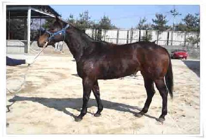 ȣ��Ư�� ����