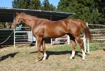 MEISEI OPERA picture