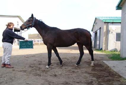 �ָƽ� ����