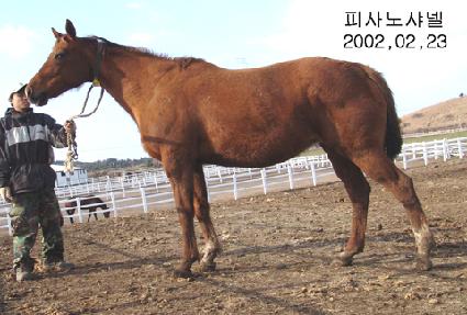 �ǻ����� ����