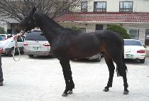 �ؿ��� (HAEOREUM) ����