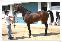 �簡�󹫵�� (SAGARAMUDRA) ����