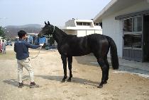 ���ϵ彺Ÿ (WILD STAR) ����