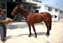 ���ǵ��÷��� (SPEED PLUS) ����