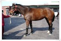 ����� (ECTOSEA) ����