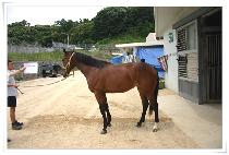 ����Ĺ (AIR KAT) ����