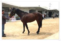 �ٶ��� (BARAMSAN) ����