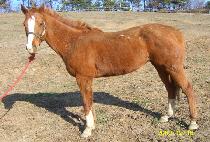 �߸���Ű (VALINSKY) ����