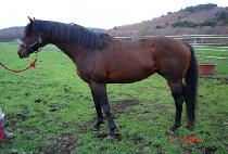 SAKURA SEEKING picture