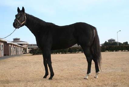 ��ī ����