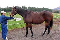 ������� (MODERNISM) ����