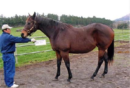 ������� ����