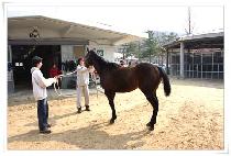 ������ (GOOD JOE) ����