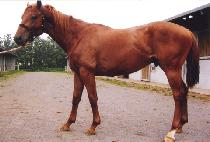 �Ĺ̸� (PAMIR) ����