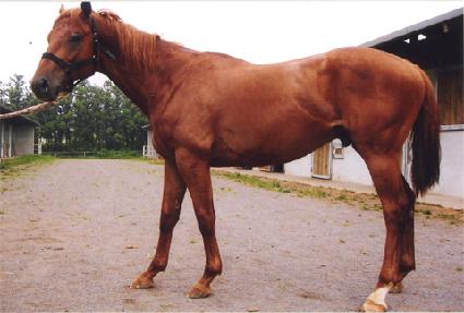 �Ĺ̸� ����