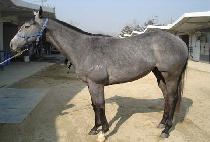 ����Ʈ�ǹ� (DESERT SILVER) ����