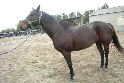 ������Ʈ�޸� ����