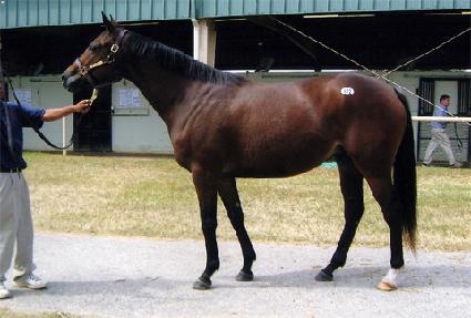 ����Ӹ��� ����