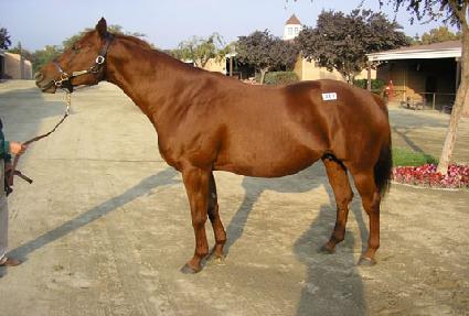 ��Ƽ�׶� ����