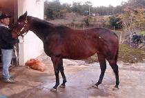 �۷θ���� (GLORIOUS DAWN) ����