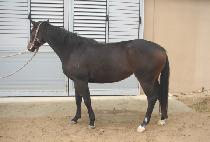 õ���� (CHEONJIRYEONG) ����