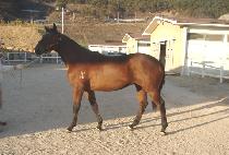 ����¡è�Ǿ� (RISING CHAMPION) ����