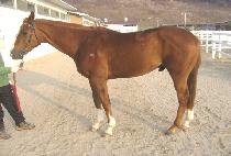 ��缼�� (GOLDEN SEVEN) ����