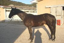 ����ŷ (SLAM KING) ����