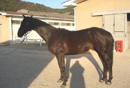 ����ŷ ����