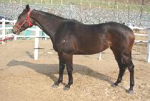 ��ȫ�� (CHOHONGMONG) ����