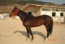 �������� (MYEONGGA JIJON) ����