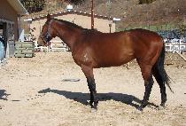 ����׽� (BRONTES) ����