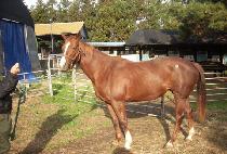 ��������� (F B EYE) ����