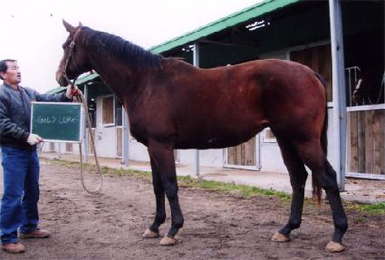 ����� ����