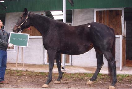 ���ϵ�ؽô�Ƽ�� ����