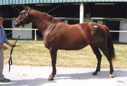 ������Ʈ������ ����