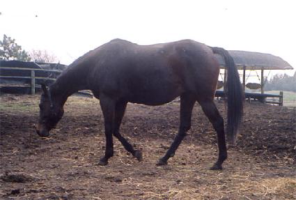 �ִϽ��ý��� ����