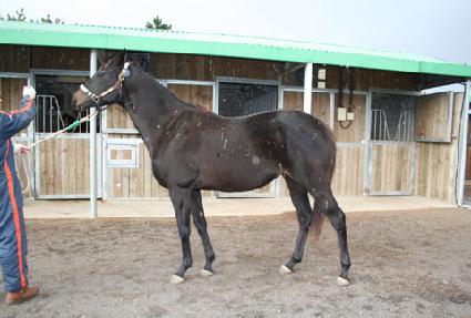 ���ǵ������ ����