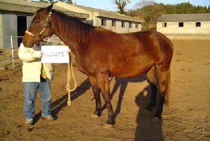 ���ϵ������ ����