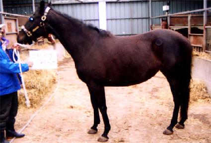 �κ�����Ƽ� ����