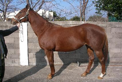 ��ɳ��ӵ��� ����