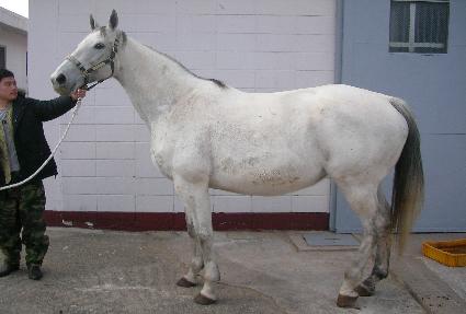 ������ ����