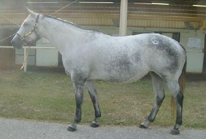 �׼ųʺ� ����