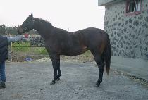 �����ۺ��� (WHISPER BAY) ����