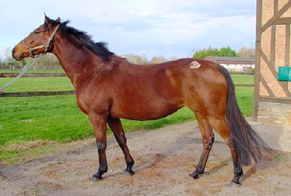 ������ ����