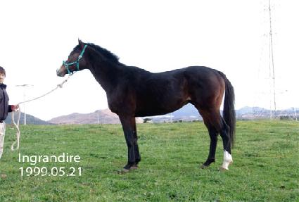 �α׶���� ����