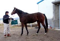 BELMONT PAPILLON picture