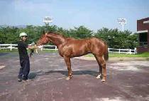 �������� (BICHUI JEONSA) ����