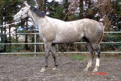 �����̵��η� ����