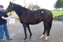 JAYHAWK JUDY picture